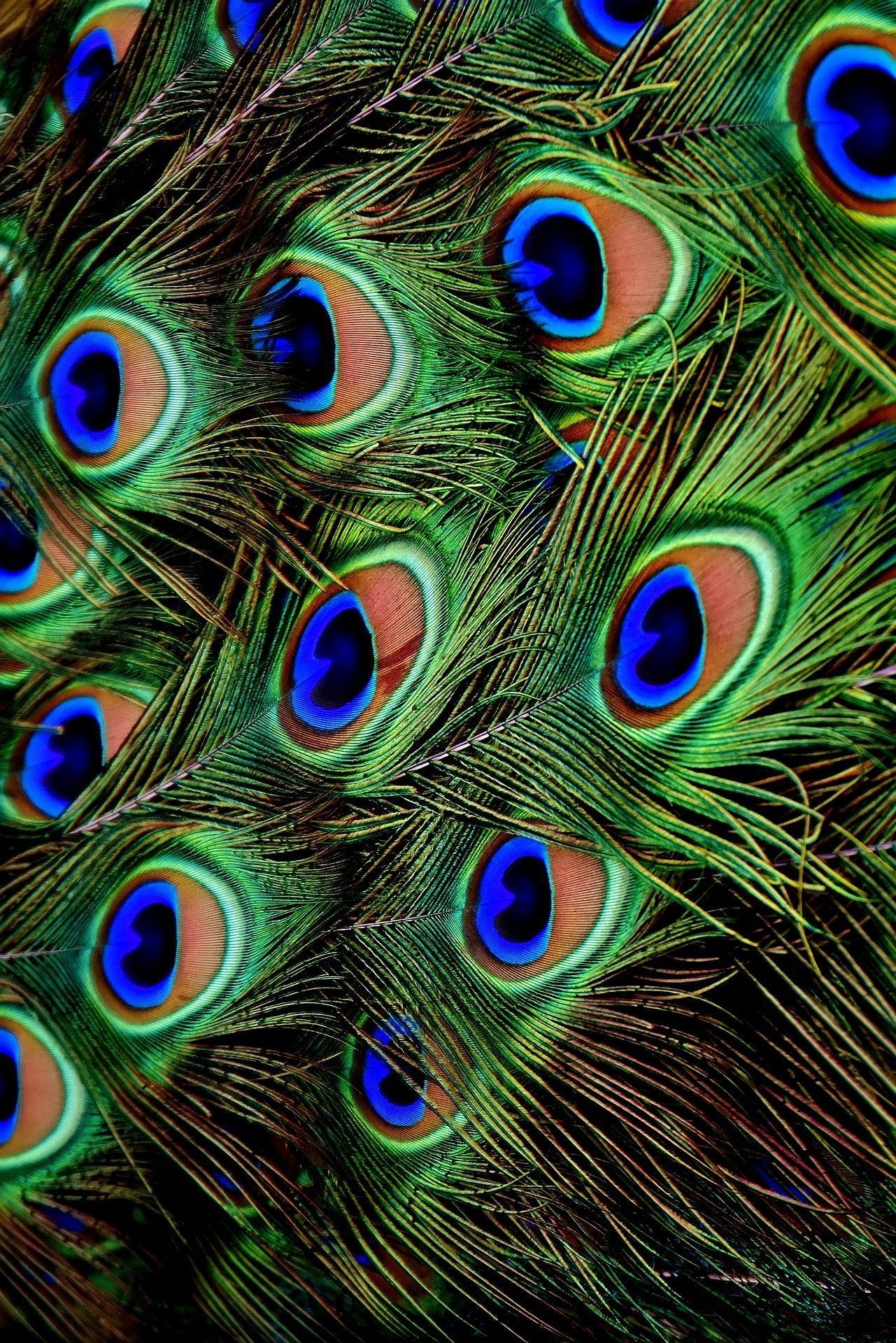 peacock-feathers Pfauenfeder